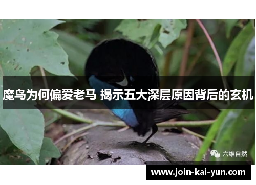 魔鸟为何偏爱老马 揭示五大深层原因背后的玄机